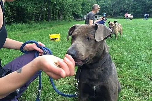 Nero-psiak pełen wigoru czeka na dom!,  dolnośląsk