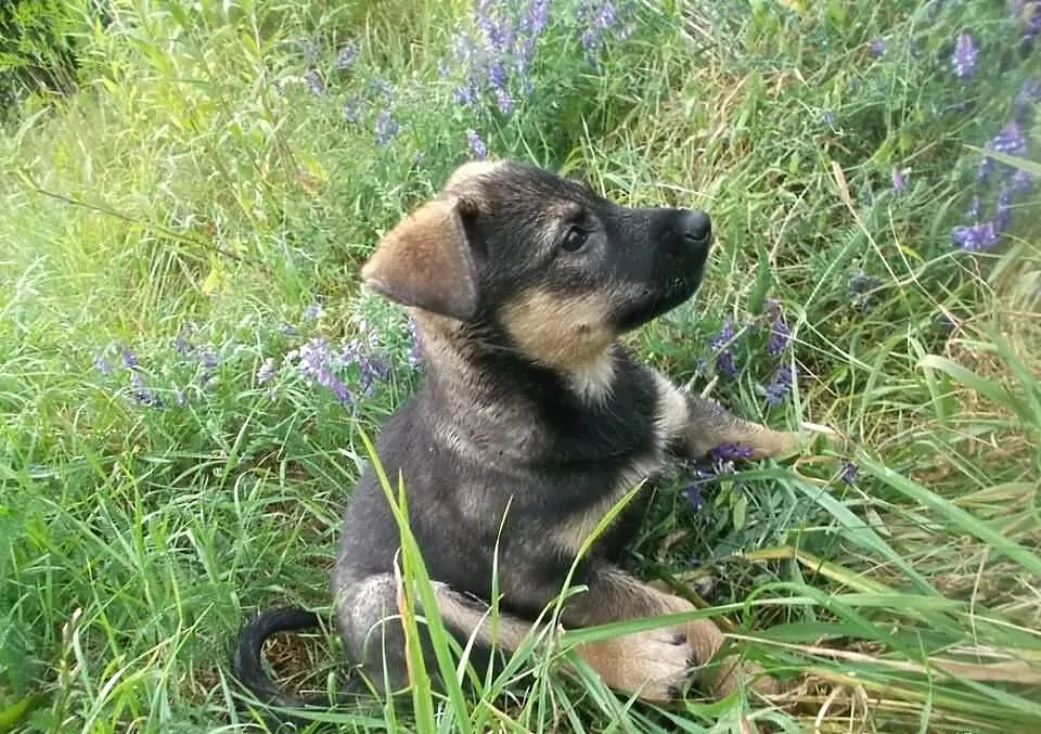 Frida do adopcji 2 miesięczna sunia