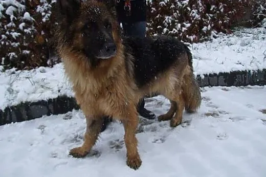 Freya-owczarka niemiecka,wysterylizowana,adopcja!!,  świętokrzyskie Kielce