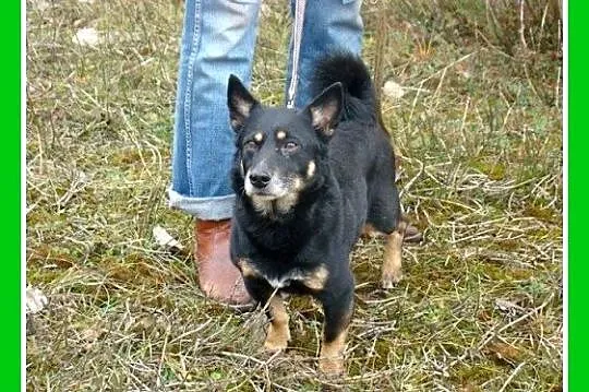 SERDUSZKO- mały piesek,przytulaśny, łagodny, przyj