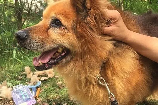 Staruszek Rudolf, za kratami 7 lat, Mazowieckie, Warszawa