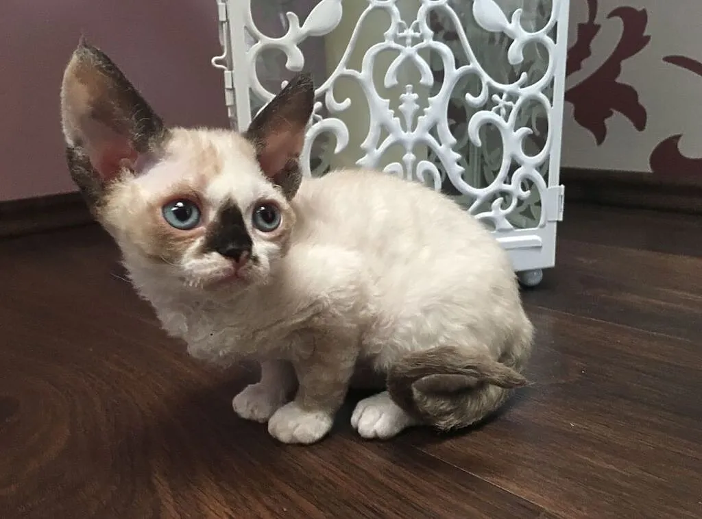 devon rex LARA Sweet Devon kotka wychowana z dziećmi, Wielkopolskie, Poznań