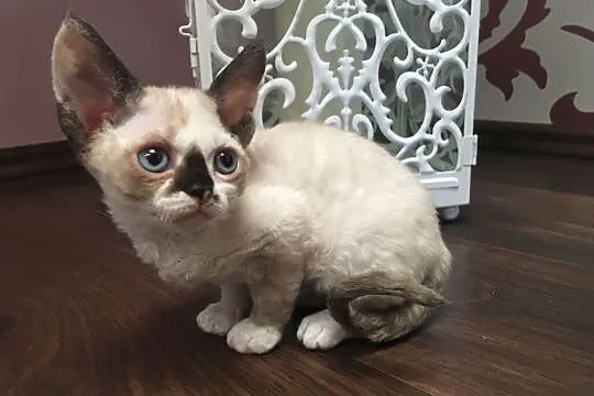 devon rex LARA Sweet Devon kotka wychowana z dziećmi, Wielkopolskie, Poznań