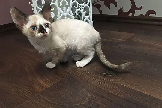 Devon rex LARA Sweet Devon kotka wychowana z dzieć, Poznań