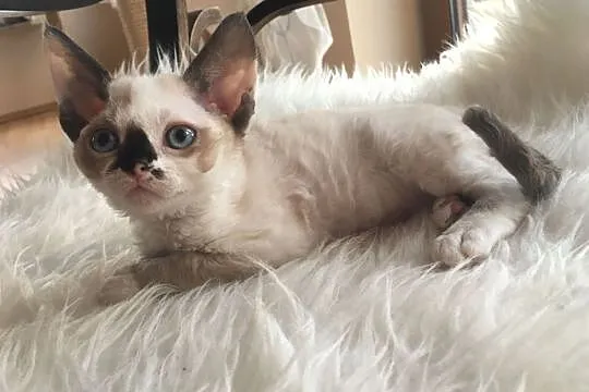 Devon rex LARA Sweet Devon kotka wychowana z dzieć, Poznań