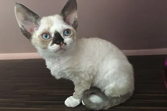 Devon rex LARA Sweet Devon kotka wychowana z dzieć, Poznań