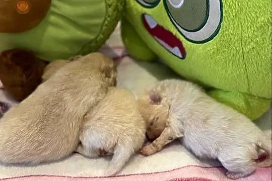 Szpic miniaturowy pomeranian, Śląskie, Poniszowice