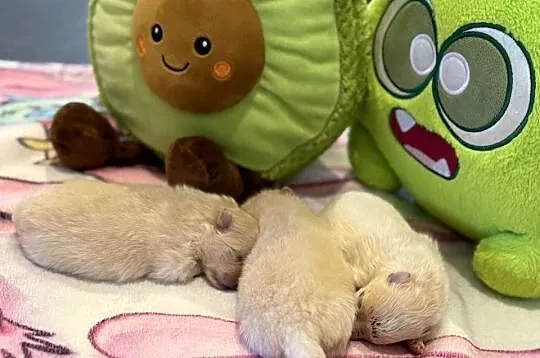 Szpic miniaturowy pomeranian, Śląskie, Poniszowice