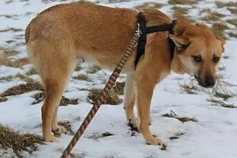 NUTKA urocza, łagodna, spokojna, średnia sunia szu