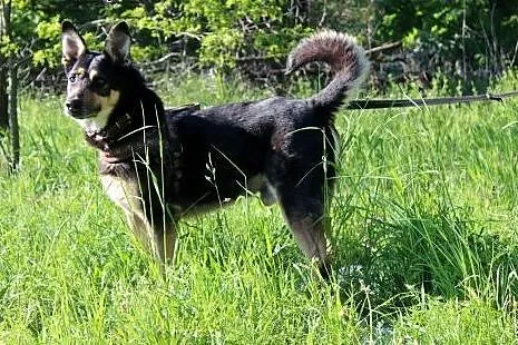 Aktywny psiak Kalif szuka domu!,  dolnośląskie Wro