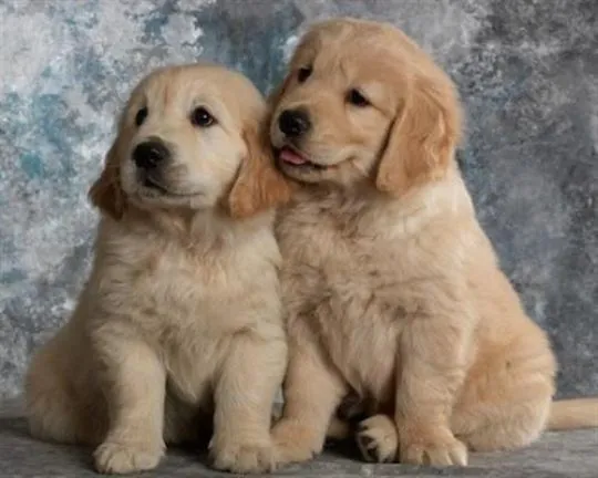 ✨???? Piękne szczenięta Golden Retriever dostępne na sprzedaż????✨