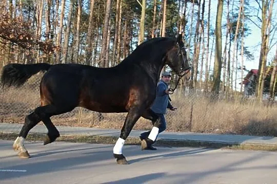 Stanówka ogierem śląskim 83pkt.