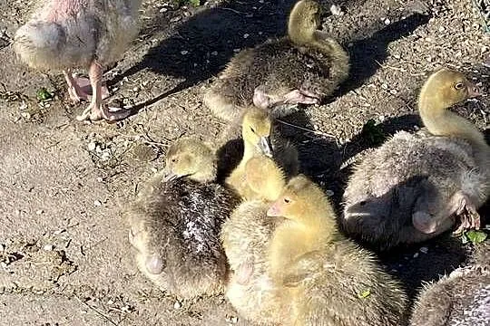 Sprzedam Gąski, Wielkopolskie, Damasławek