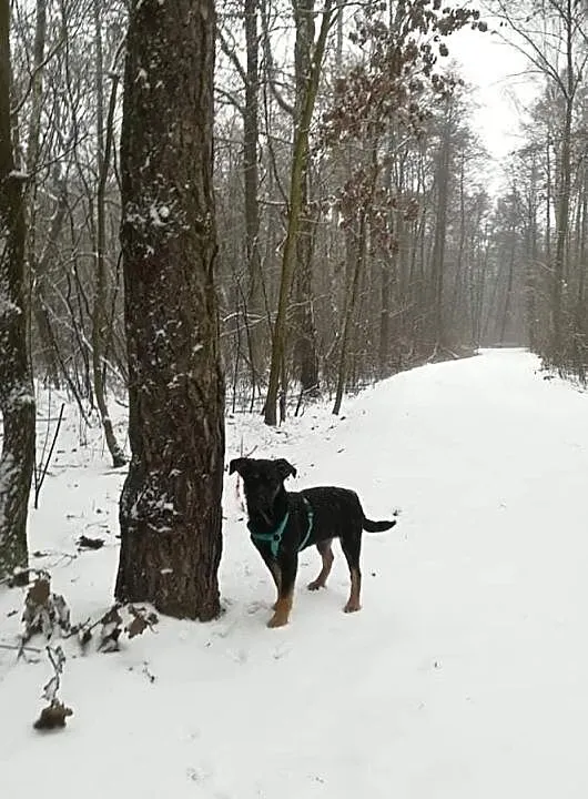Sliczna czarna sunia Mona poleca się do adopcji za darmo, Mazowieckie, Wołomin