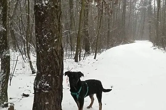 Sliczna czarna sunia Mona poleca się do adopcji za darmo, Mazowieckie, Wołomin