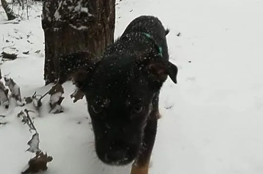 Sliczna czarna sunia Mona poleca się do adopcji za darmo, Mazowieckie, Wołomin