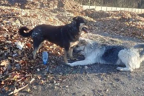 Sara- super sunia zagrożona wywózką, pilnie szuka 