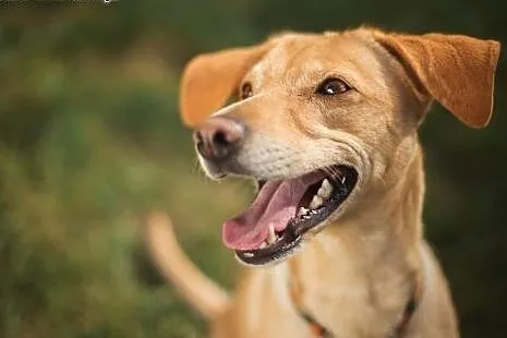 Czarująca Tara rozgląda się za domkiem!,  dolnośląskie Jelenia Góra