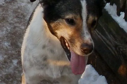 Oskar przyjacielski psiak -  mix foxterrierka ,  m