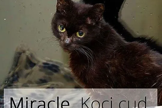 Miracle vel Mirka czyli nasz koci Cud!