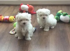Urocze białe maltańczyki do adopcji e-mail: {{monikabroza829@gmail.com}}