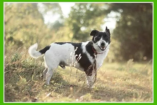 Mały,łaciaty sympatyczny PEPE, przyjazny i łagodny_Adopcja