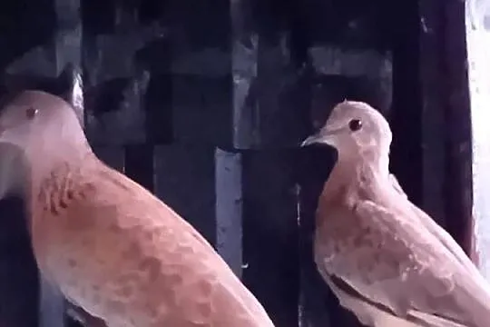 Gołębie  perłoszyje i  zielonoskrzydłe młode, Mazowieckie, Siedlce