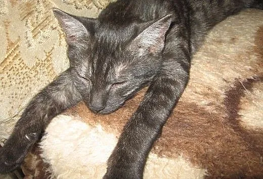 Dymka-3-4 miesieczna kociczka,adopcja!!, świętokr
