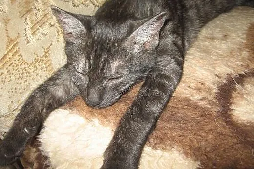 Dymka-3-4 miesieczna kociczka,adopcja!!,  świętokr