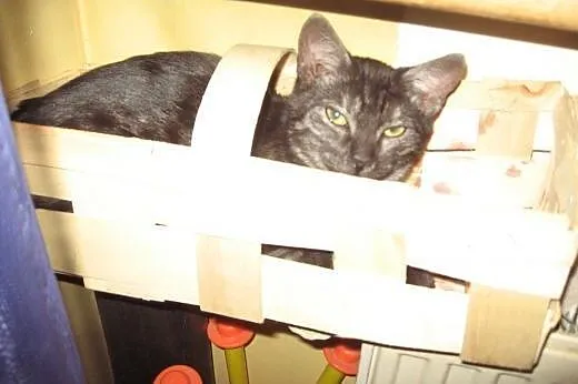 Dymka-3-4 miesieczna kociczka,adopcja!!,  świętokr