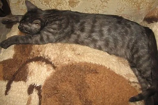 Dymka-3-4 miesieczna kociczka,adopcja!!,  świętokr