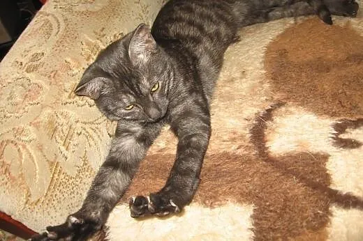 Dymka-3-4 miesieczna kociczka,adopcja!!,  świętokr