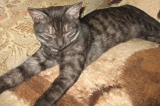 Dymka-3-4 miesieczna kociczka,adopcja!!,  świętokr