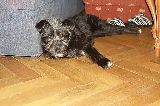 Orlen, 5 miesięczny SZCZENIAK SZNAUCER adopcja!