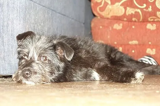 Orlen, 5 miesięczny SZCZENIAK SZNAUCER adopcja!