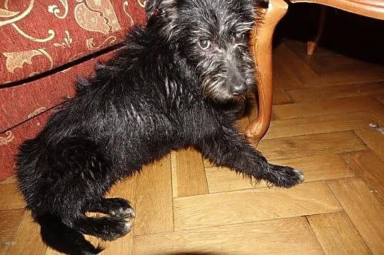 Orlen, 5 miesięczny SZCZENIAK SZNAUCER adopcja!