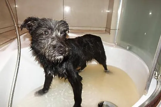 Orlen, 5 miesięczny SZCZENIAK SZNAUCER adopcja!