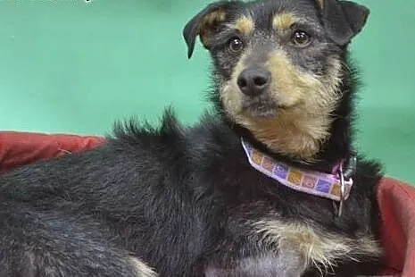 Rufus trójłapek szuka kochającego nowego domku!!!,
