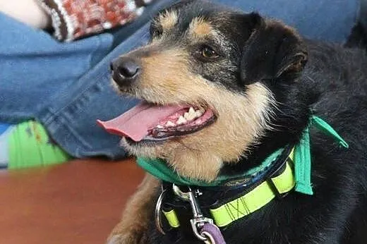 Rufus trójłapek szuka kochającego nowego domku!!!,
