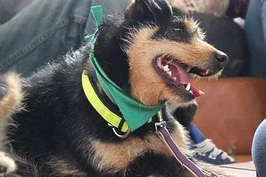 Rufus trójłapek szuka kochającego nowego domku!!!,