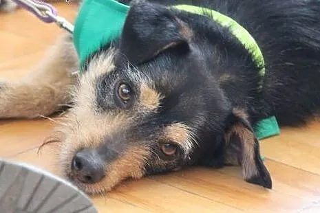 Rufus trójłapek szuka kochającego nowego domku!!!,