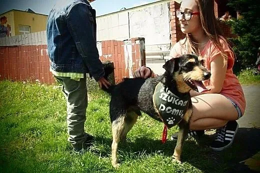 Rufus trójłapek szuka kochającego nowego domku!!!,