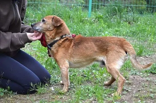 Weź Korusia - to taki dobry psiak___