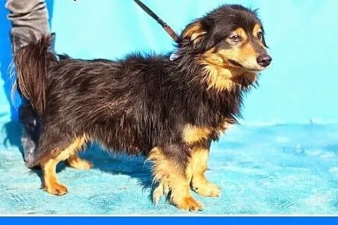 7kg długowłosy,młody piesek TADZIK.Adopcja,  małopolskie Kraków