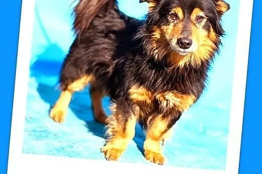 7kg długowłosy,młody piesek TADZIK.Adopcja,  małop