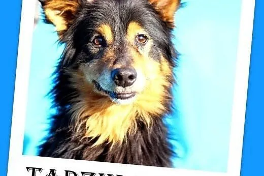 7kg długowłosy,młody piesek TADZIK.Adopcja,  małop