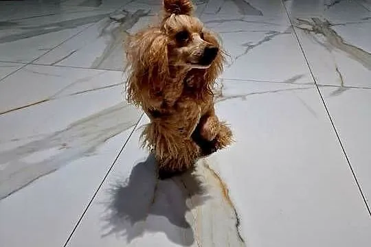 FCI Pudel toy/ miniatura RED Dorosły pudel samiec z uprawnieniami, Podkarpackie, Jasło