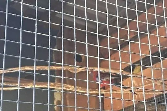 Sprzedam papugi rozele, Łódzkie, Leszczynek