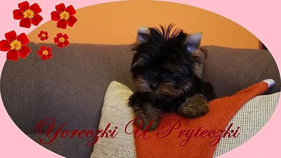 York Yorki Yoreczki Suczka z Rodowodem Polecam