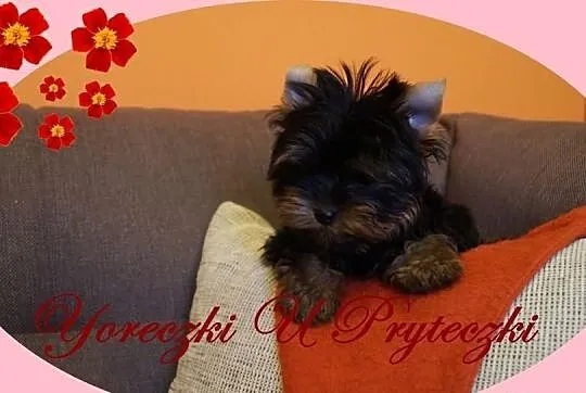 York Yorki Yoreczki Suczka z Rodowodem Polecam